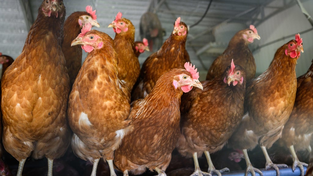 Approximately 90 "backyard flock" birds in Northern California affected by avian flu — CBS Bay Area (KPIX), Belvedere Community news