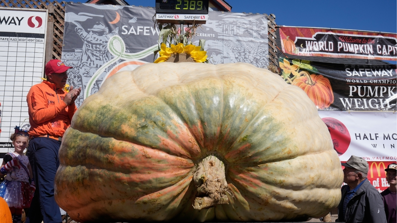 A giant pumpkin named Rocky gives a champion grower his California comeback

       — ABC 7 Bay Area, Belvedere Schools news