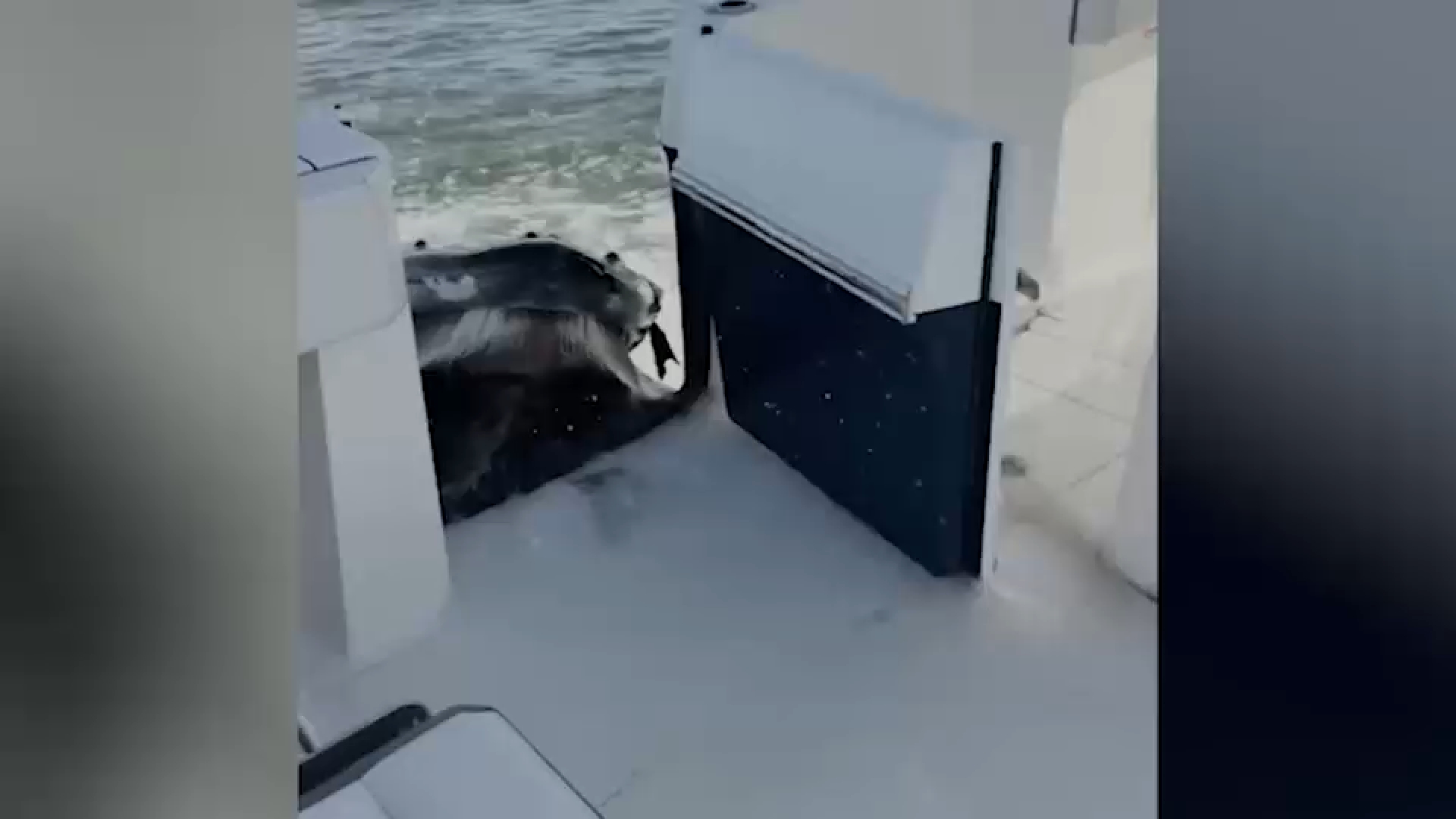 Video captures humpback whale crashing into boat off Long Island
— ABC 7 Bay Area, Belvedere Community news