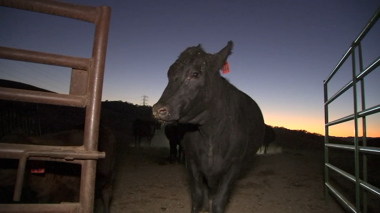 PG&E Public Safety Power Shutoffs leave Bay Area ranchers, residents frustrated
       — ABC 7 Bay Area, Belvedere Community news