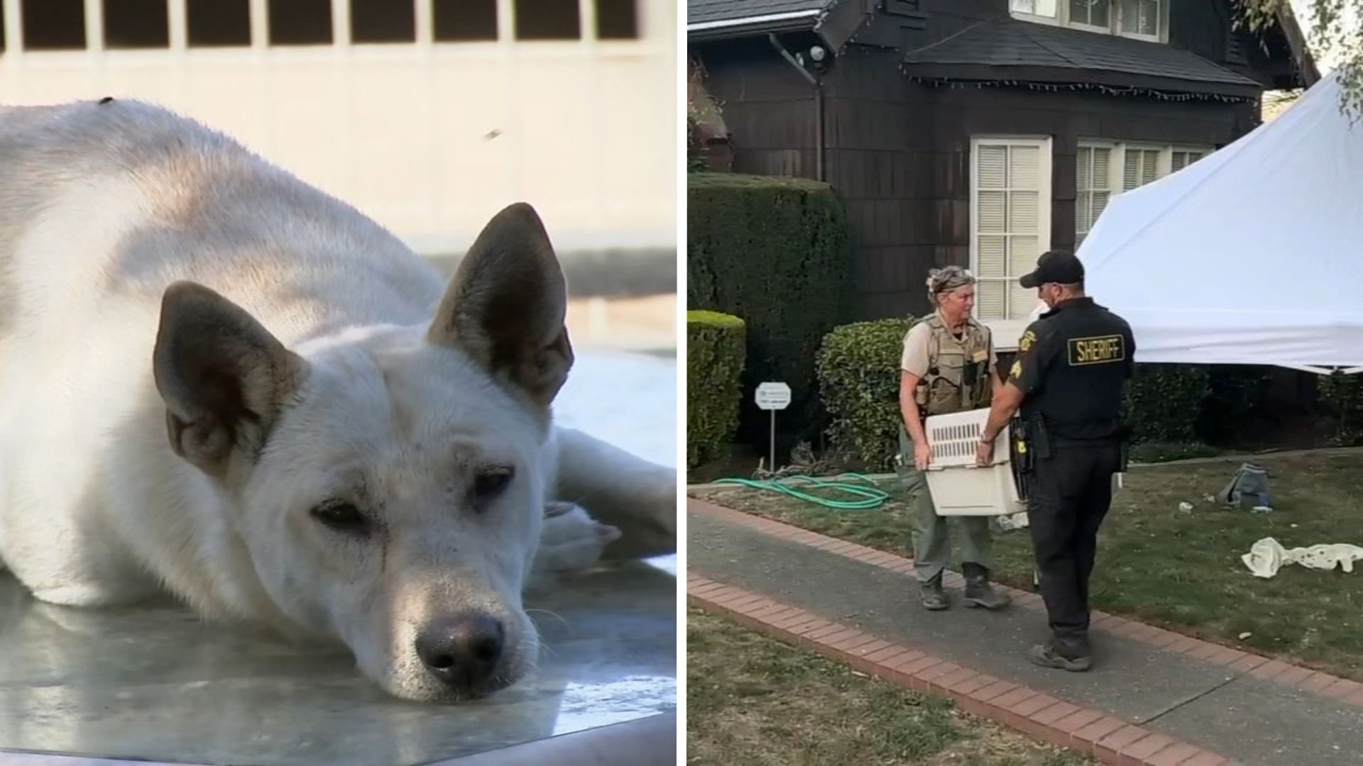 44 dogs removed from Vallejo 'hoarder' home linked to convicted breeder in animal cruelty case
— ABC 7 Bay Area, Belvedere Real Estate news