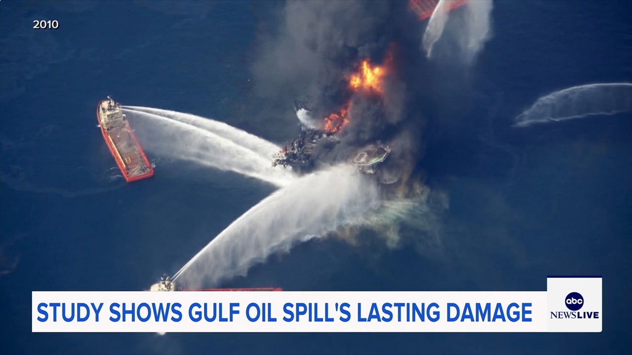 Marine life dramatically declined in Gulf of Mexico in years after BP oil spill, study finds

       — ABC 7 Bay Area, Belvedere Community news