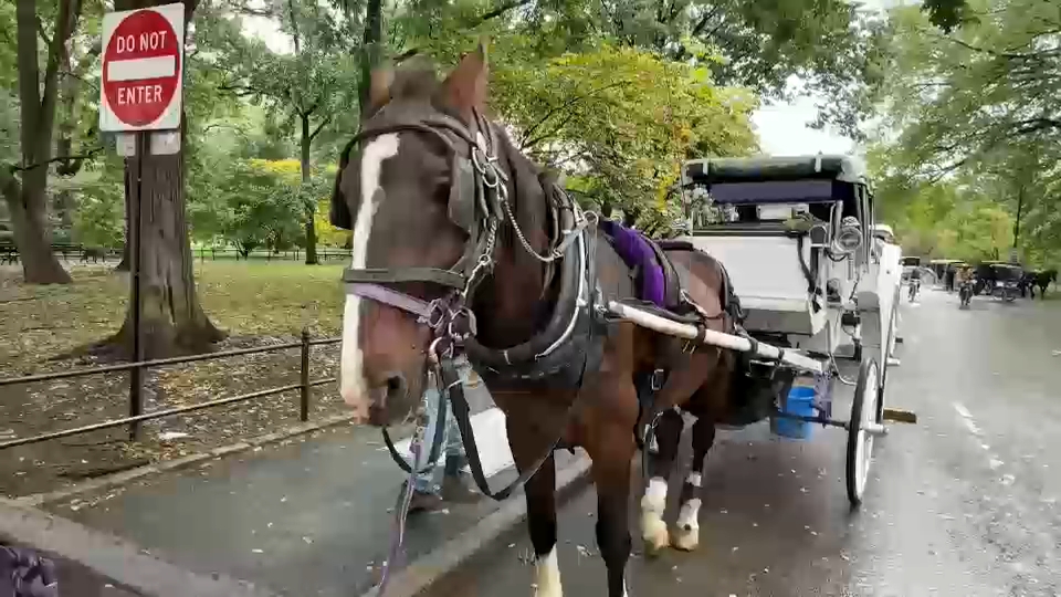 New York City Council passes law to phase out horse-drawn carriages by 2028
       — ABC 7 Bay Area, Belvedere Government news