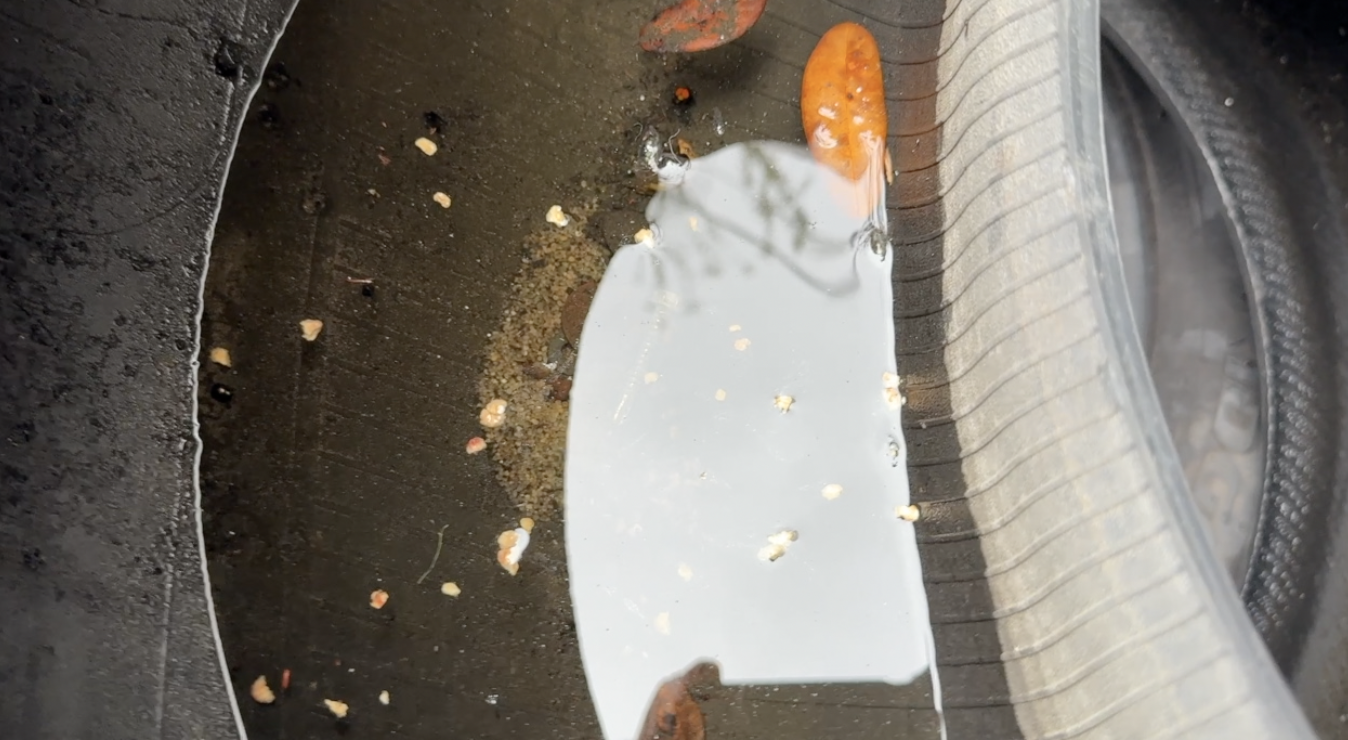 Dengue response: What Tampa Bay 28 found at a West Tampa tire shop — WFTS ABC Action News Tampa, Belvedere Real Estate news