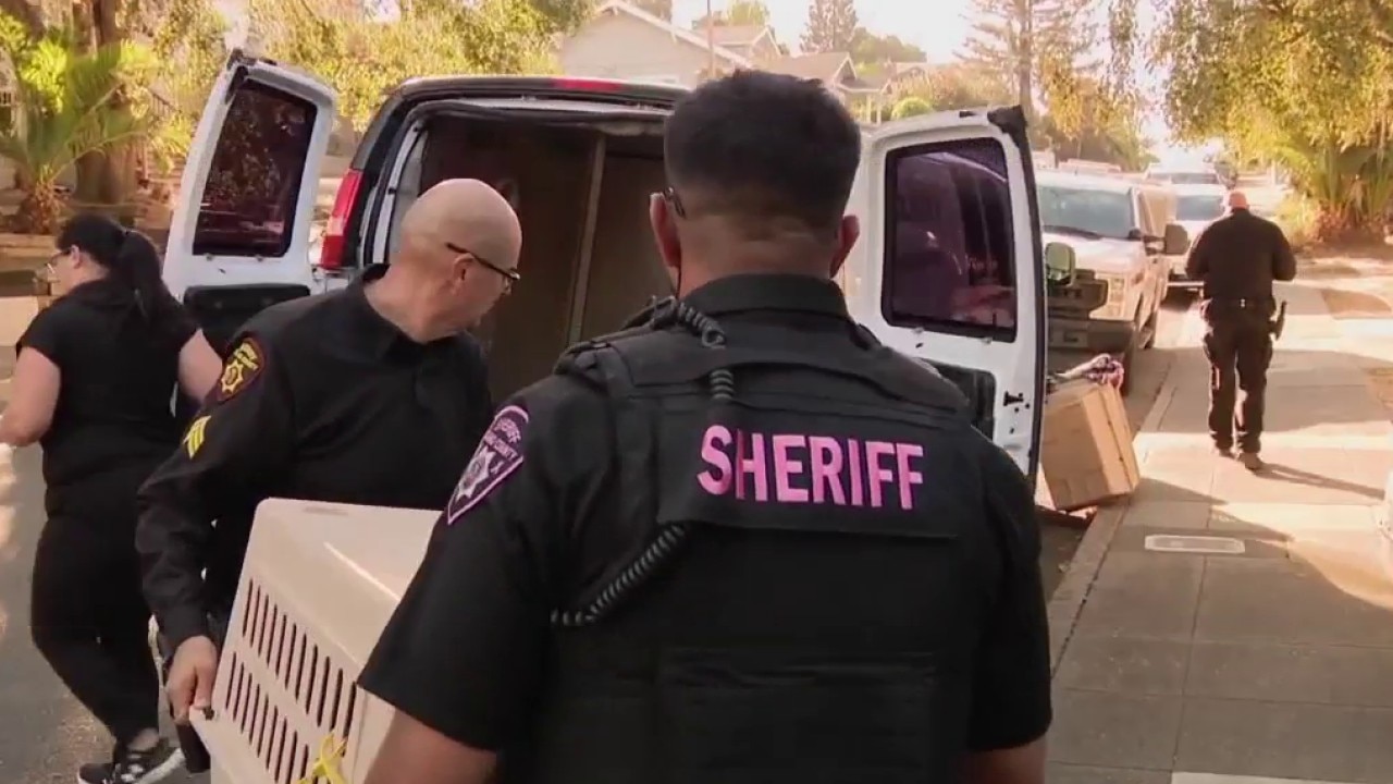 Sheriff's deputies remove more than 30 dogs from "hoarder house" in Vallejo — KTVU FOX 2 Bay Area