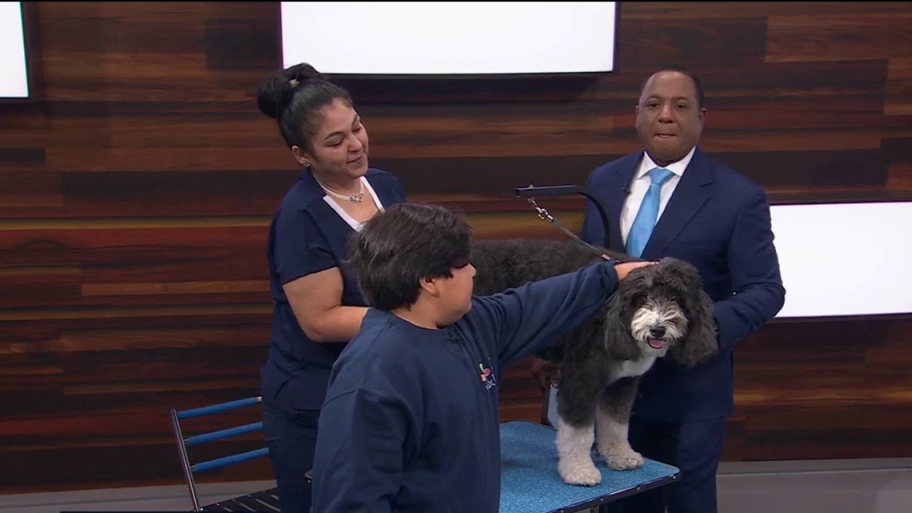 Your dog grooming questions answered — KTVU FOX 2 Bay Area, Belvedere Business news