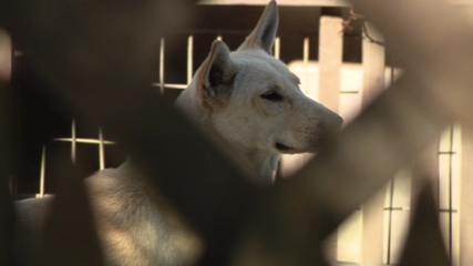 Dozens of dogs taken from Vallejo home amid animal cruelty investigation — KTVU FOX 2 Bay Area, Belvedere Real Estate news